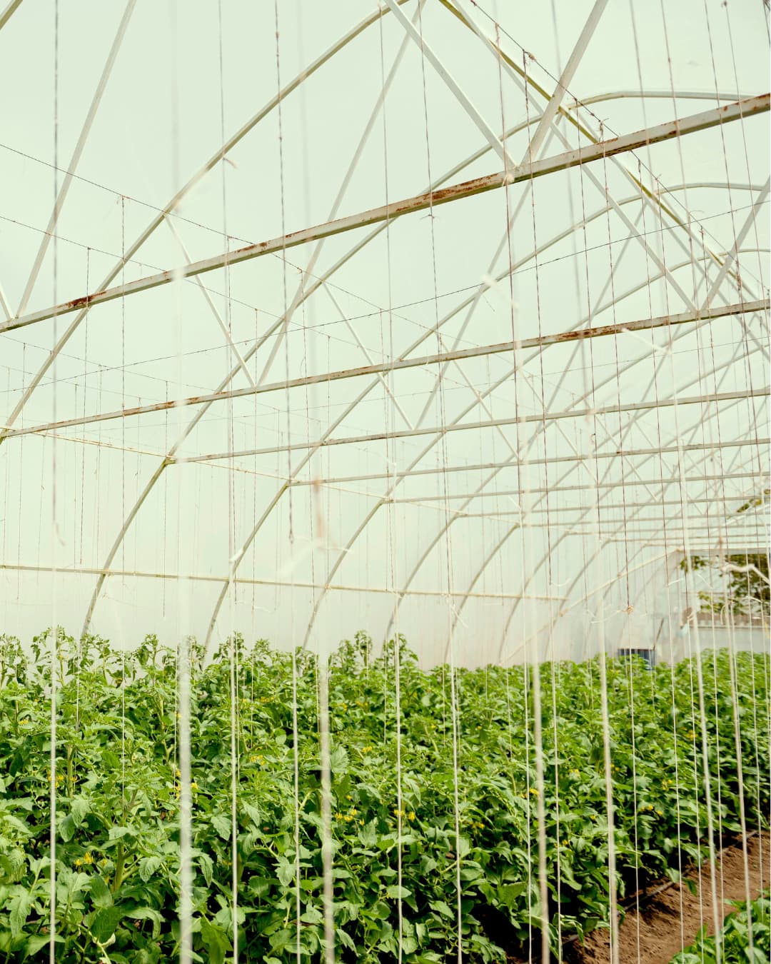CFAW AGRO LOGO